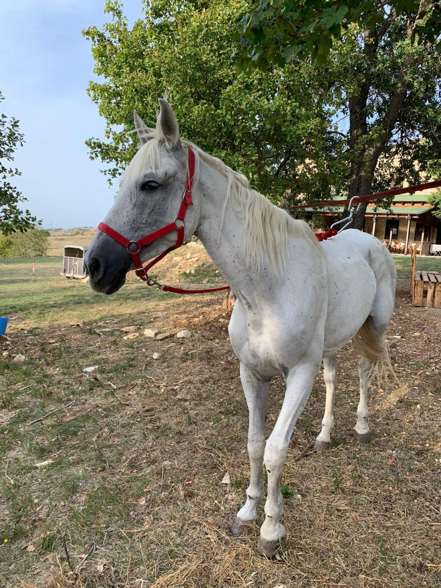 Terrae Eremis: Ristorante, Bar, B&B Roccamorice Dış mekan fotoğraf